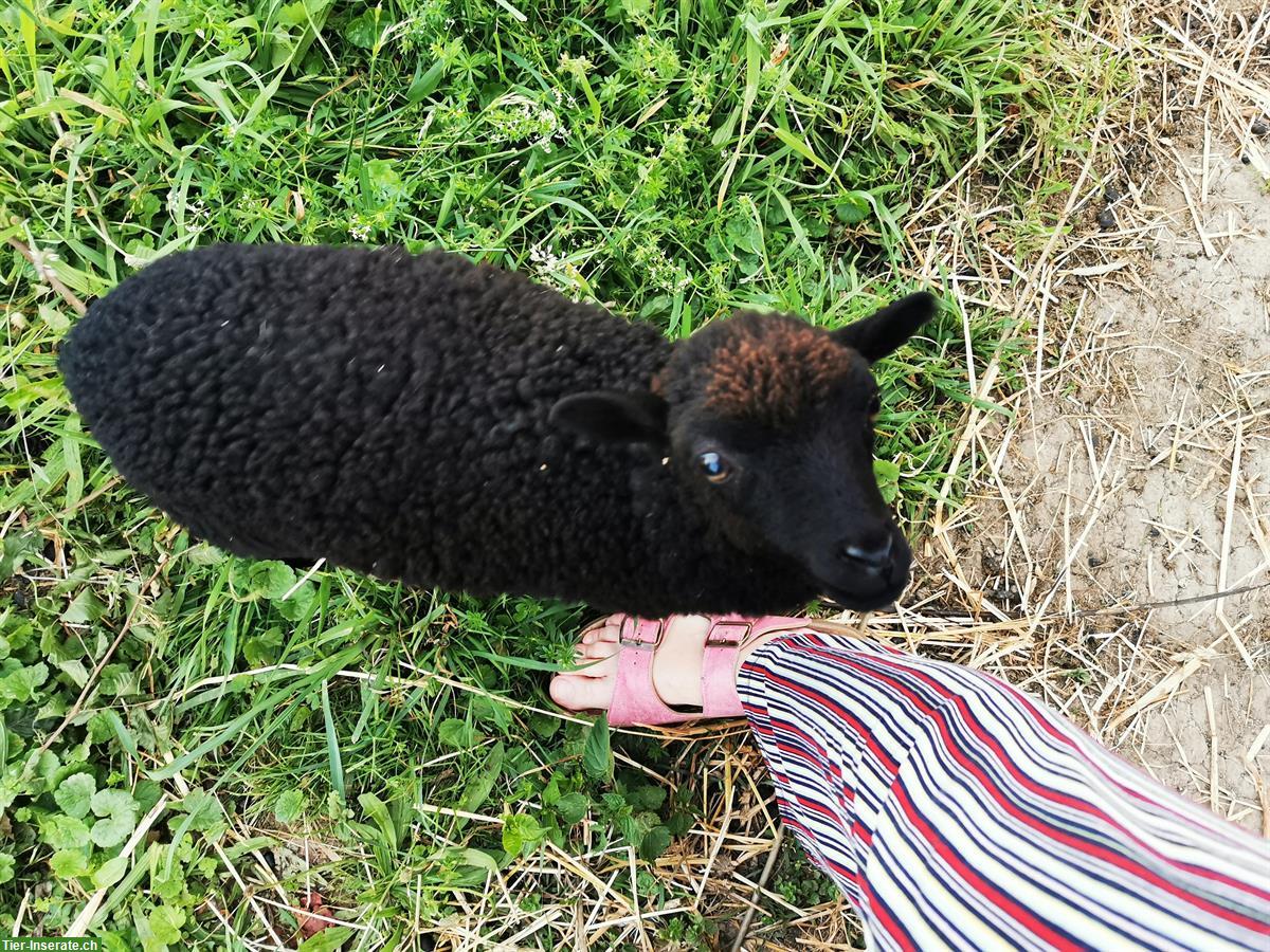 Bild 3: Junge Ouessant Schafe zu verkaufen, Aue und Bock