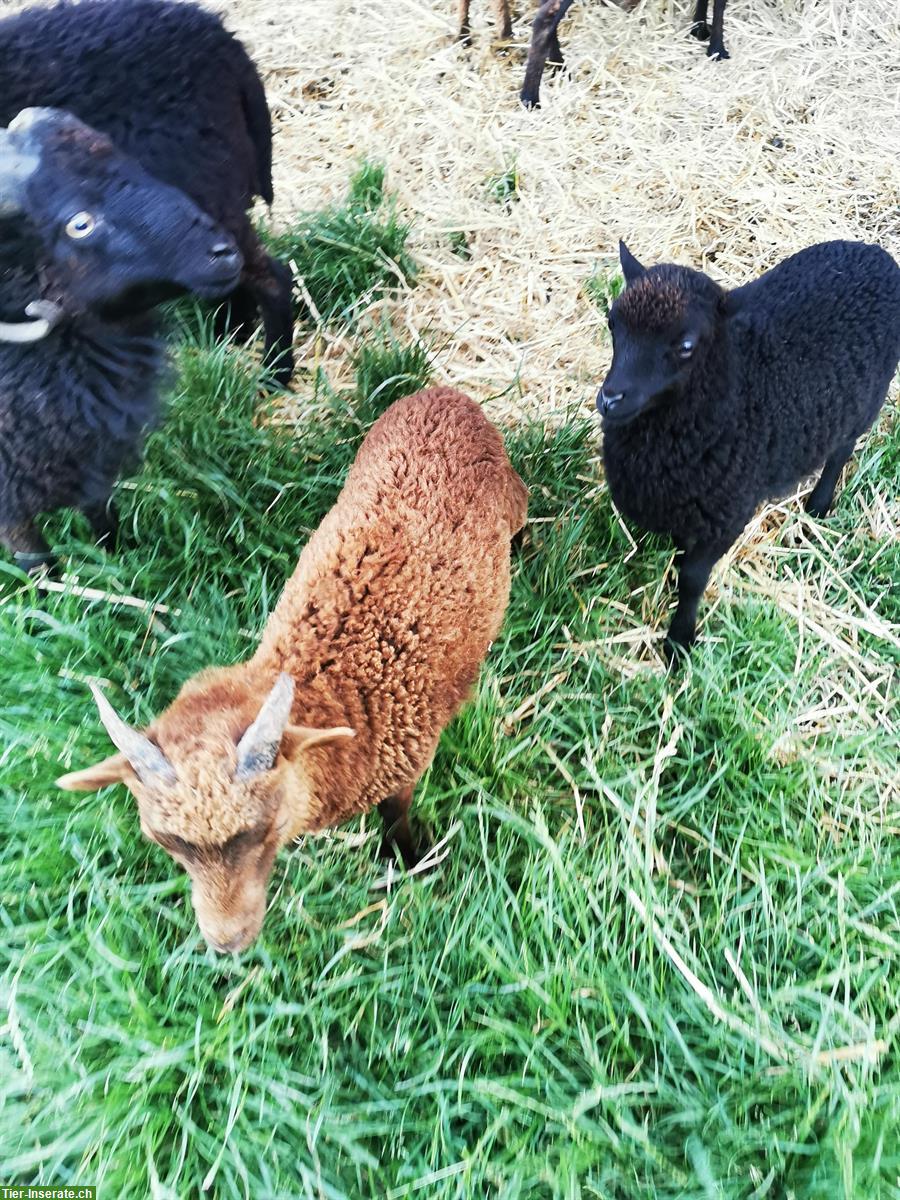 Bild 4: Junge Ouessant Schafe zu verkaufen, Aue und Bock