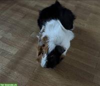 2 Meerschweinchen suchen zusammen mit Käfig ein Zuhause