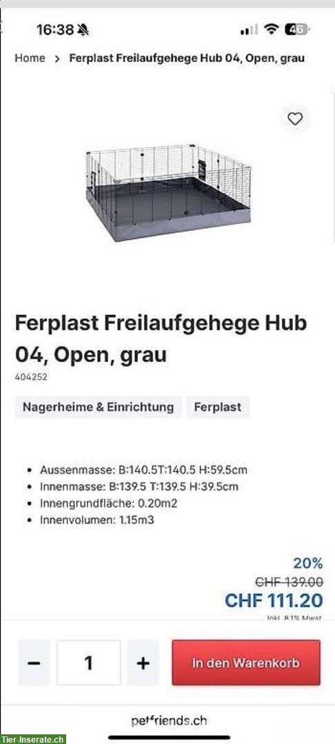 Bild 3: 2 Meerschweinchen suchen zusammen mit Käfig ein Zuhause