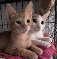 Sheldon & Leonard: 2 Katzenfreunde suchen liebes Zuhause