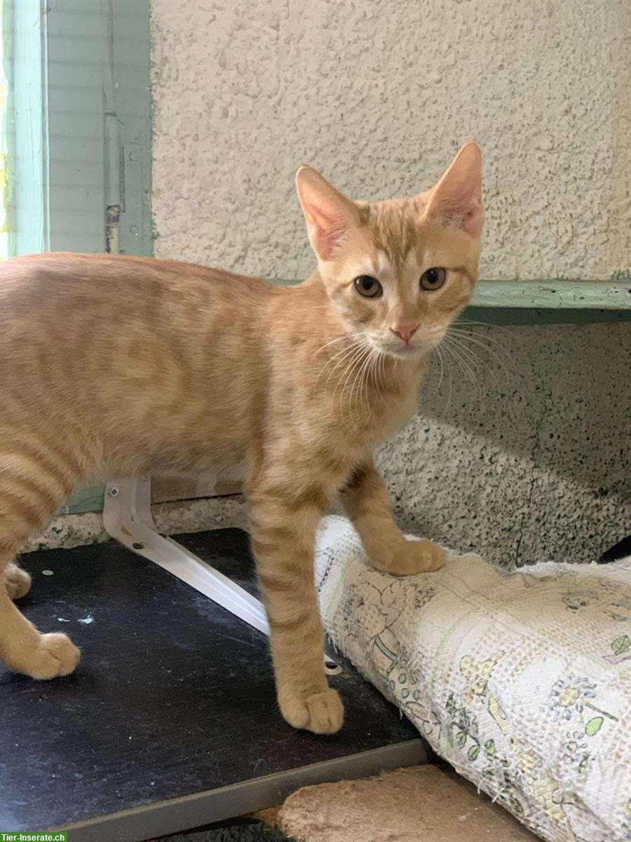 Bild 10: Sheldon & Leonard: 2 Katzenfreunde suchen liebes Zuhause