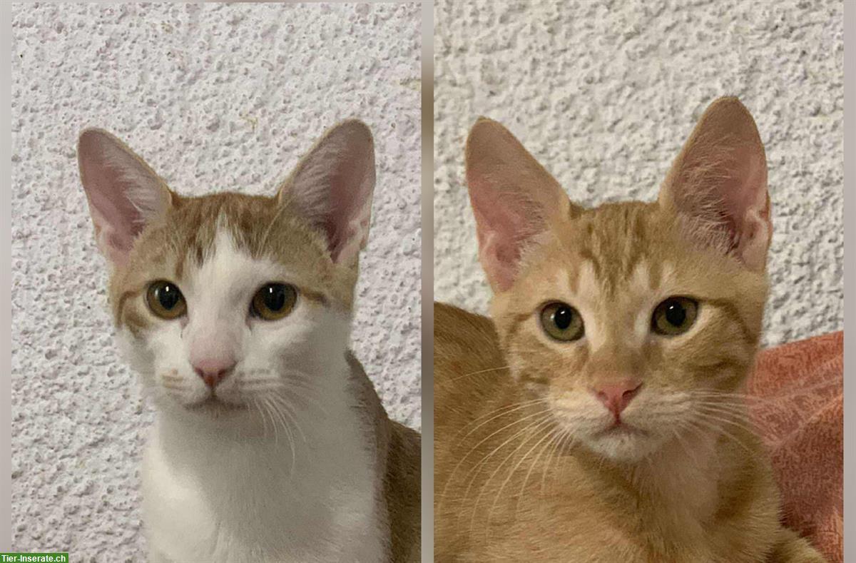 Bild 2: Sheldon & Leonard: 2 Katzenfreunde suchen liebes Zuhause