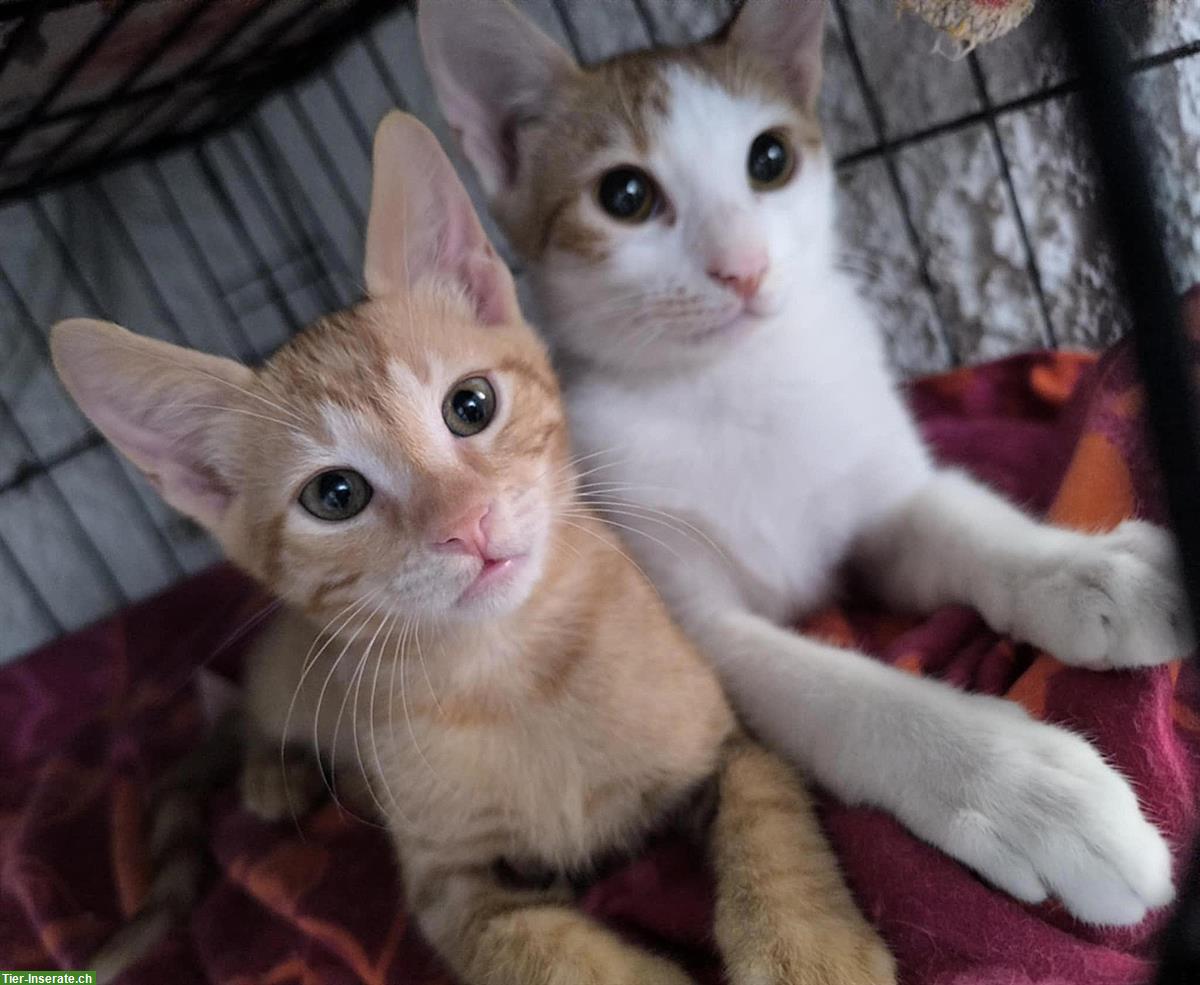 Bild 3: Sheldon & Leonard: 2 Katzenfreunde suchen liebes Zuhause