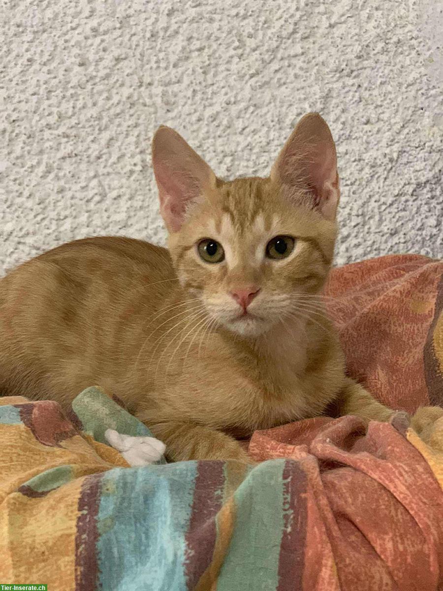 Bild 4: Sheldon & Leonard: 2 Katzenfreunde suchen liebes Zuhause