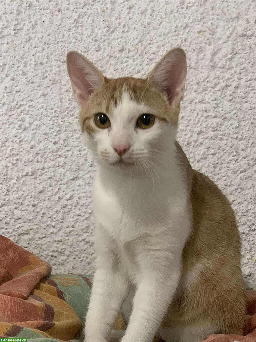 Bild 7: Sheldon & Leonard: 2 Katzenfreunde suchen liebes Zuhause