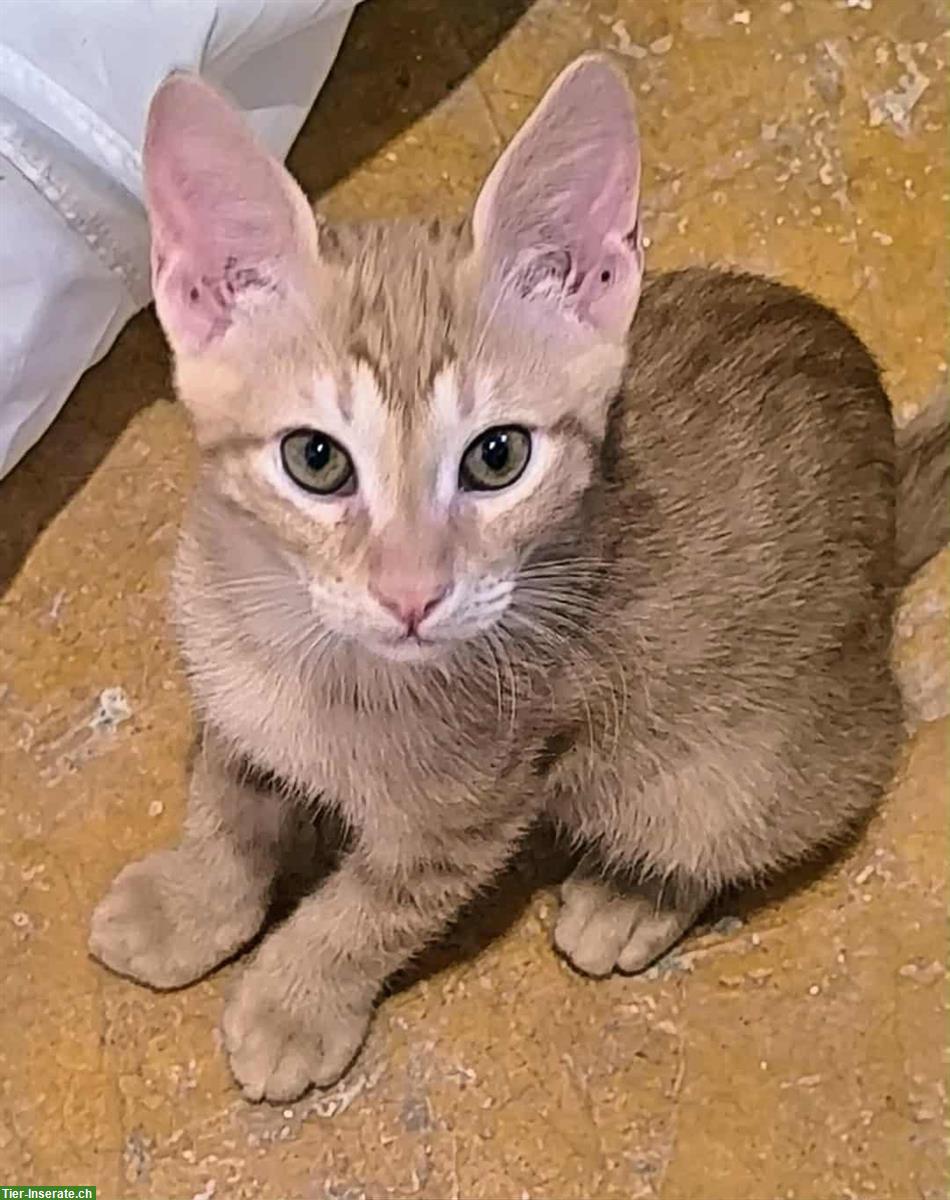 Bild 8: Sheldon & Leonard: 2 Katzenfreunde suchen liebes Zuhause