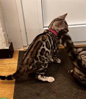Silver Bengal Kitten, weiblich