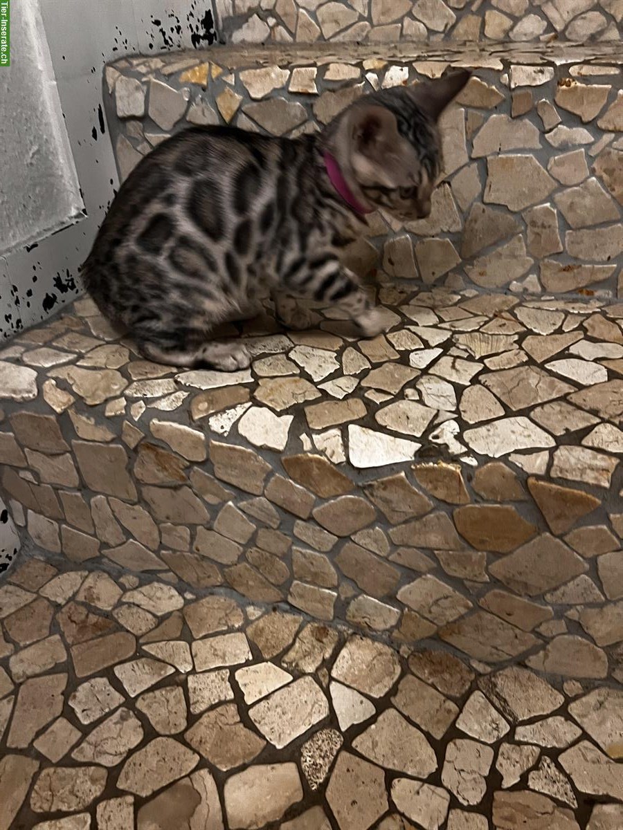 Bild 2: Silver Bengal Kitten, weiblich