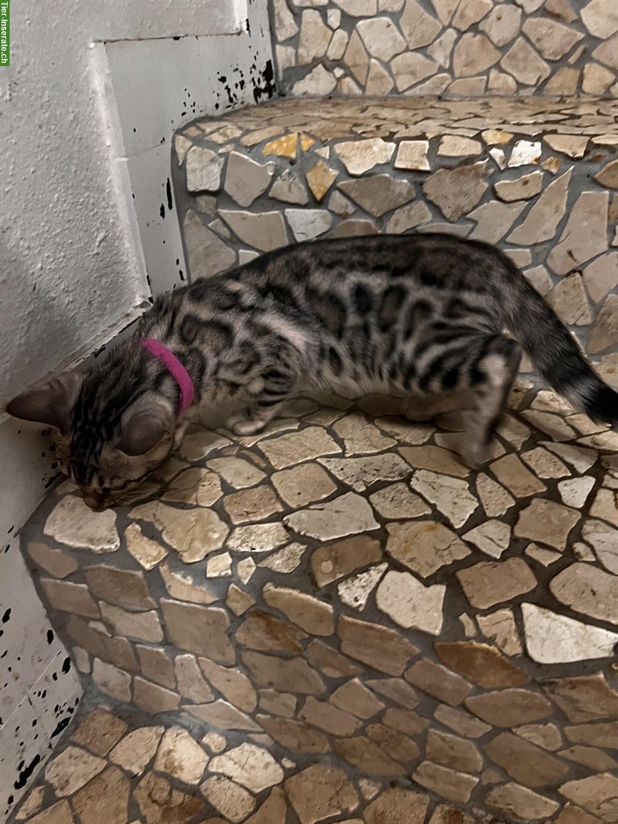 Bild 3: Silver Bengal Kitten, weiblich