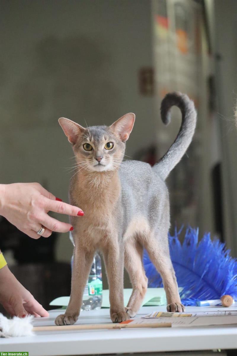 Bild 10: Reinrassige Abessinier Variant Kitten, männlich und weiblich