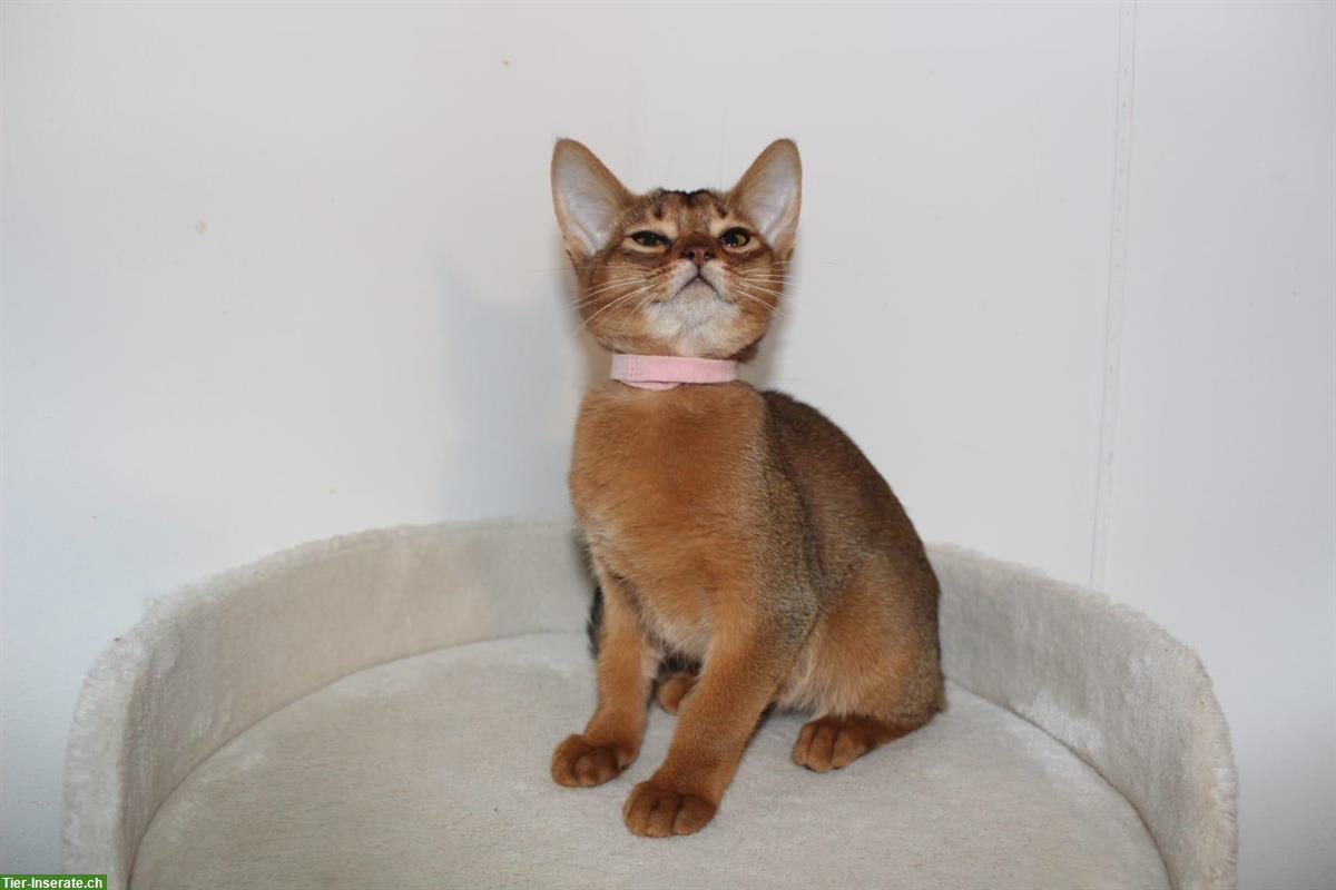 Bild 5: Reinrassige Abessinier Variant Kitten, männlich und weiblich