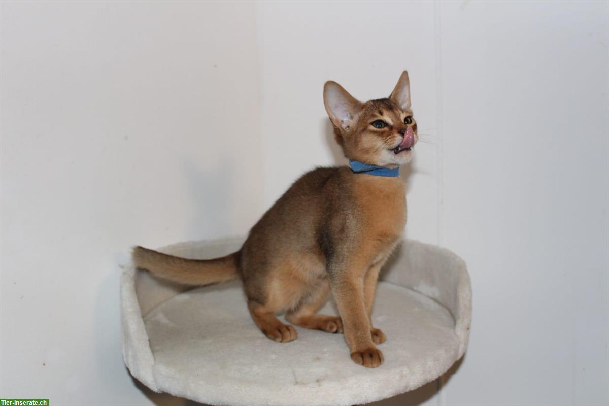 Bild 6: Reinrassige Abessinier Variant Kitten, männlich und weiblich