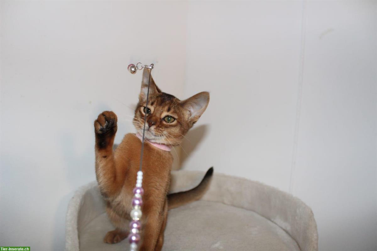 Bild 8: Reinrassige Abessinier Variant Kitten, männlich und weiblich