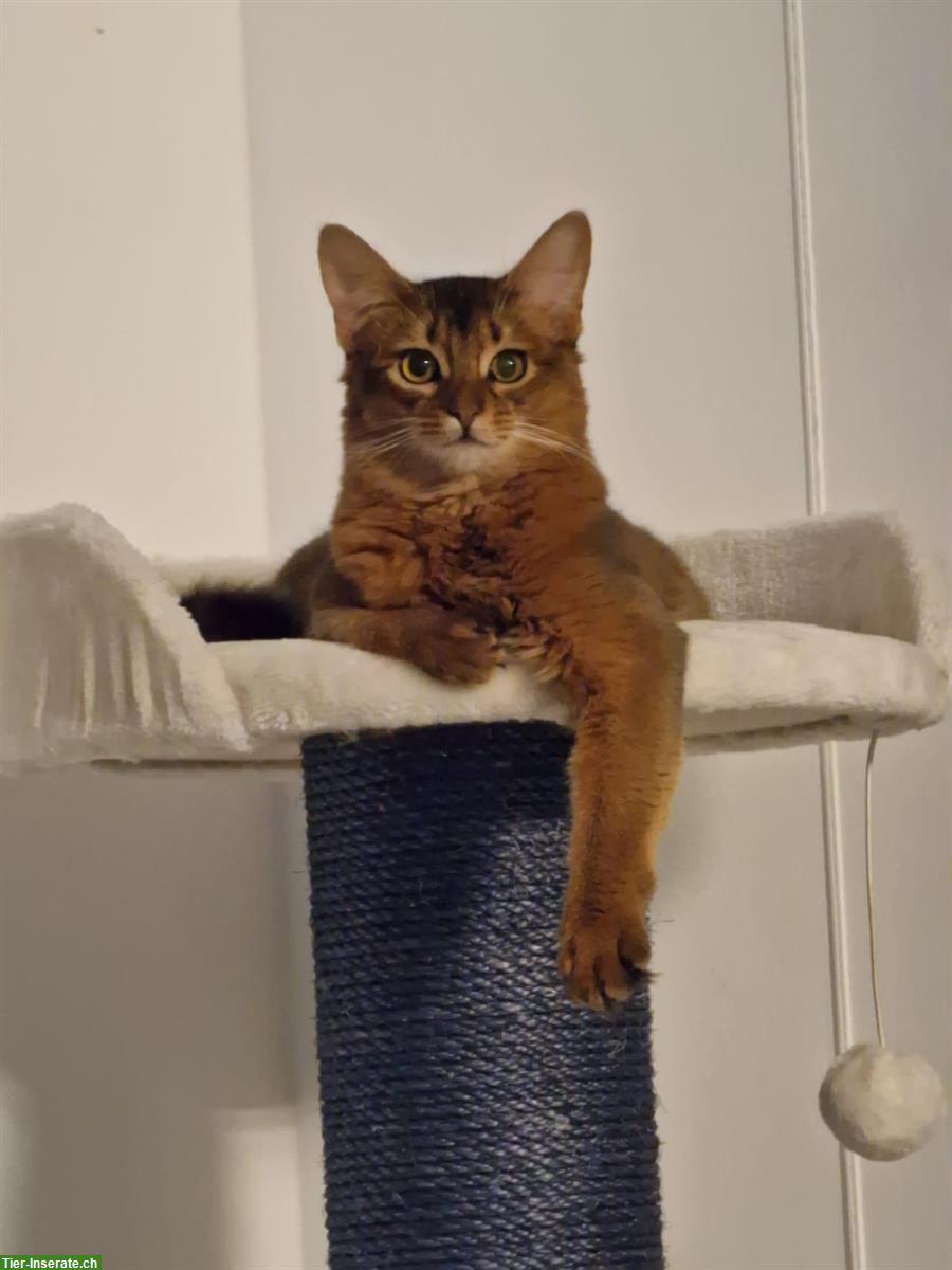 Bild 9: Reinrassige Abessinier Variant Kitten, männlich und weiblich