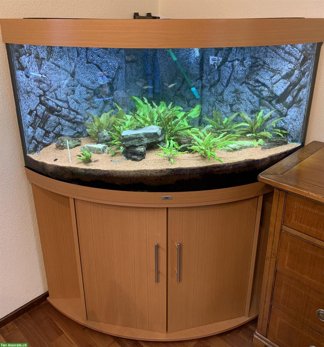 Eckaquarium JUWEL TRIGON 350 l + Unterbau, Fische, Zubehör