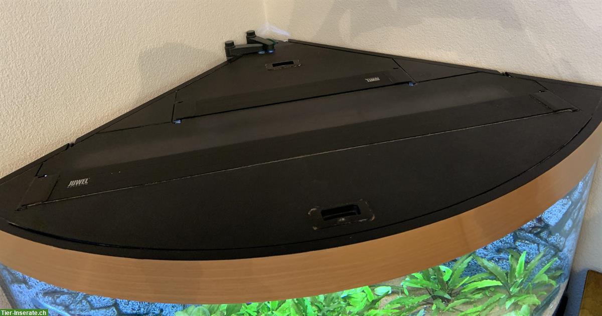 Bild 10: Eckaquarium JUWEL TRIGON 350 l + Unterbau, Fische, Zubehör