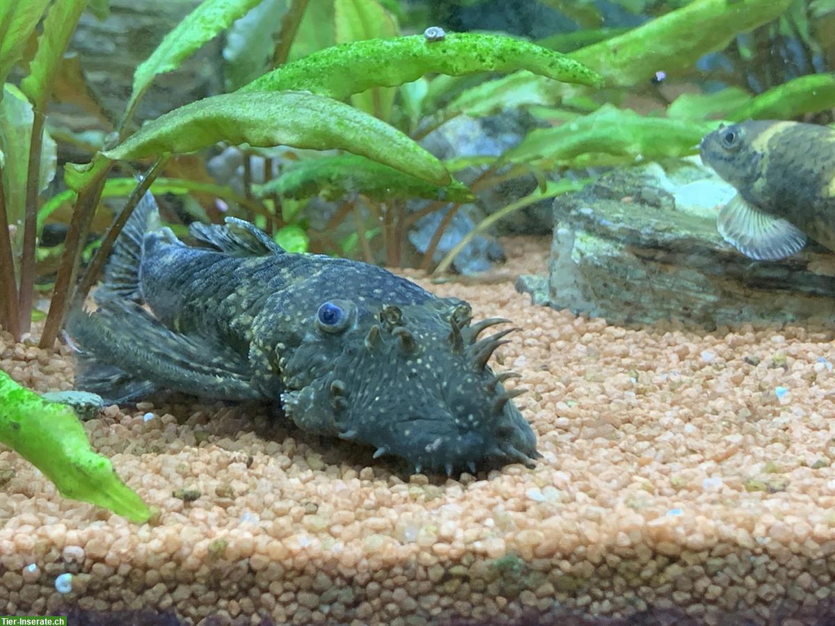 Bild 2: Eckaquarium JUWEL TRIGON 350 l + Unterbau, Fische, Zubehör