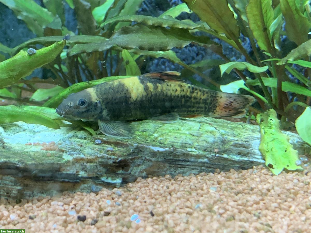 Bild 3: Eckaquarium JUWEL TRIGON 350 l + Unterbau, Fische, Zubehör