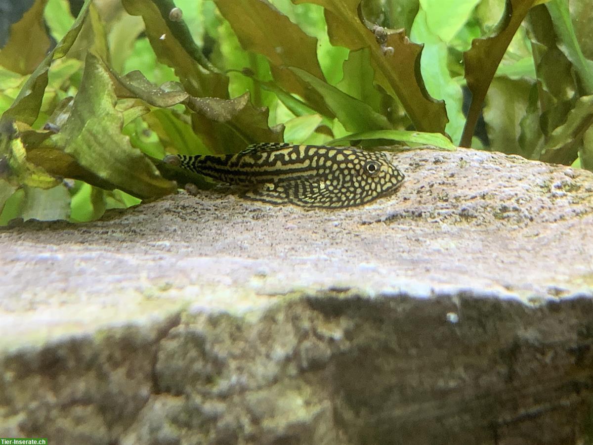 Bild 4: Eckaquarium JUWEL TRIGON 350 l + Unterbau, Fische, Zubehör
