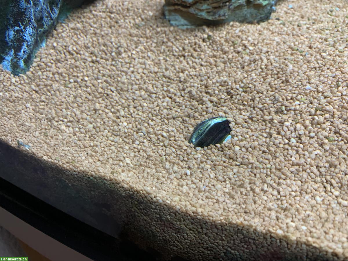 Bild 5: Eckaquarium JUWEL TRIGON 350 l + Unterbau, Fische, Zubehör