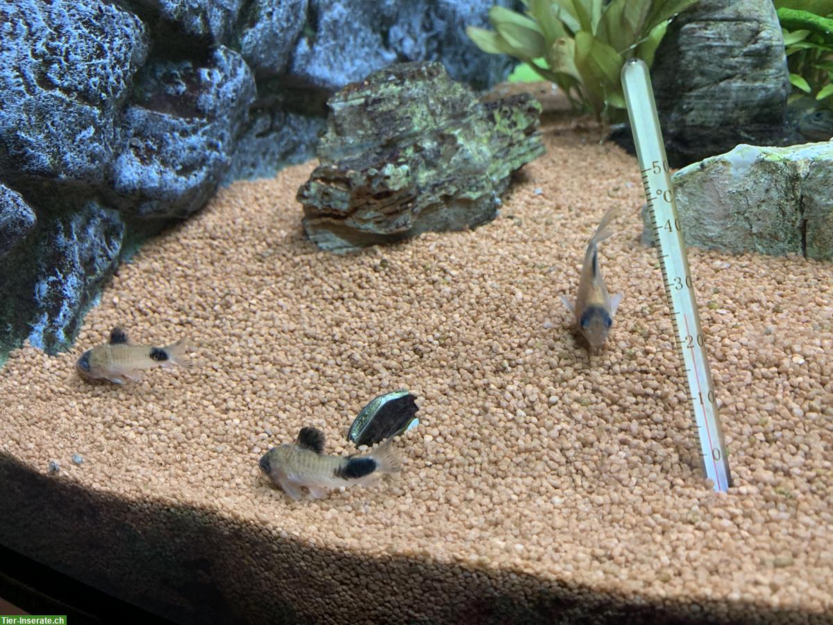 Bild 6: Eckaquarium JUWEL TRIGON 350 l + Unterbau, Fische, Zubehör