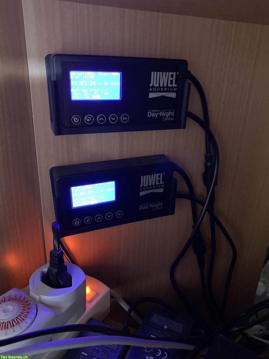 Bild 9: Eckaquarium JUWEL TRIGON 350 l + Unterbau, Fische, Zubehör
