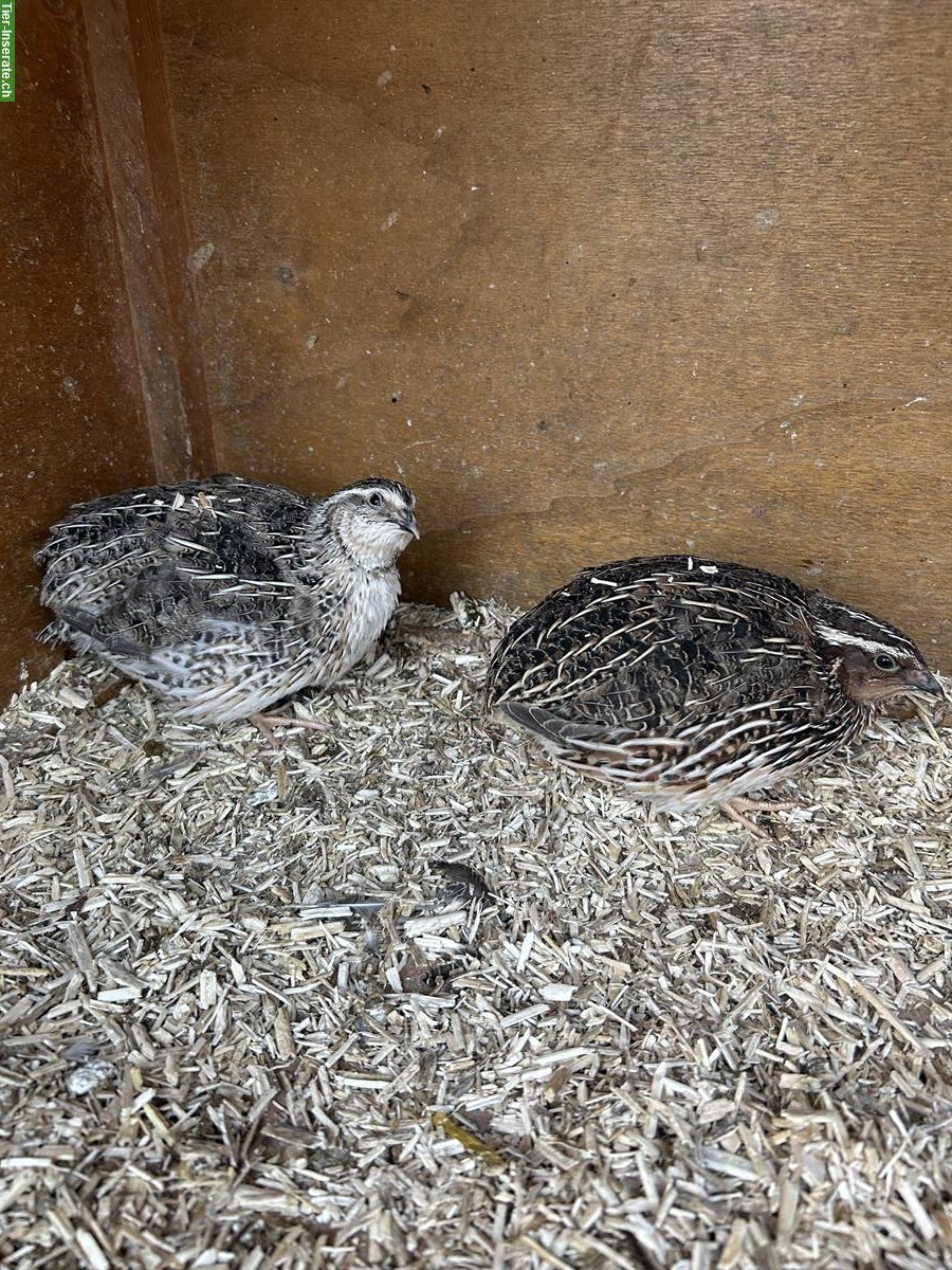3 Wachtelhähne wildfarbig zu verschenken