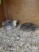 3 Wachtelhähne wildfarbig zu verschenken