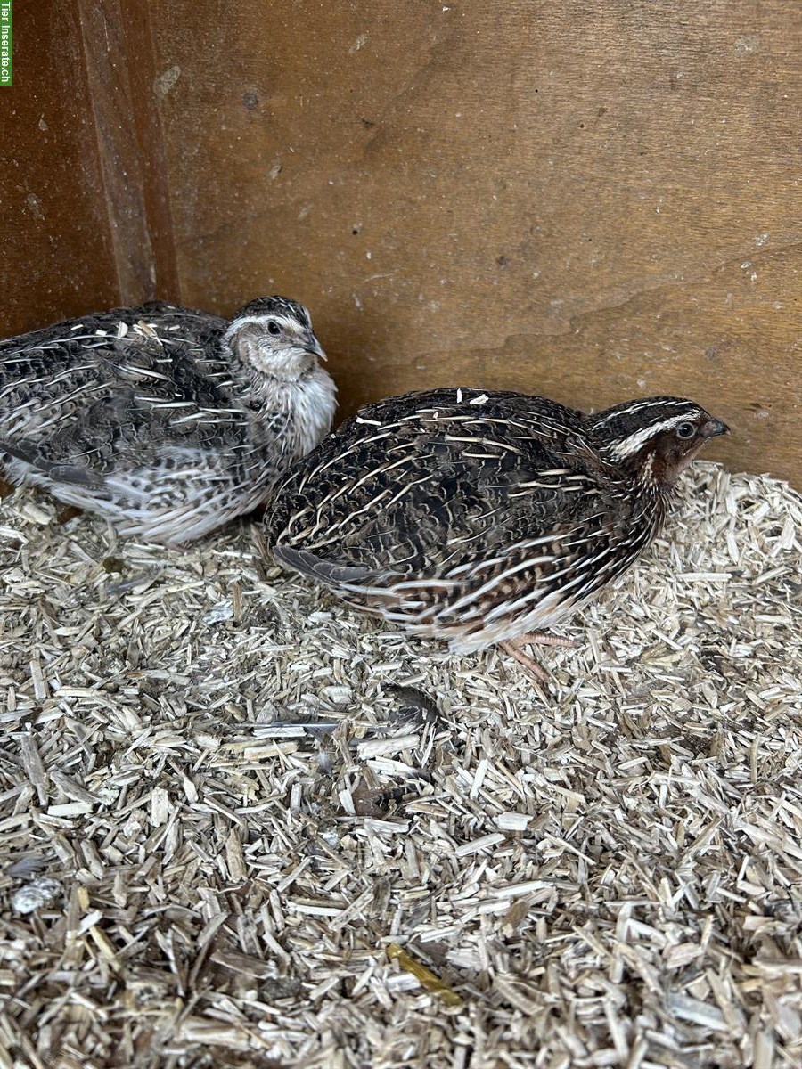 Bild 2: 3 Wachtelhähne wildfarbig zu verschenken