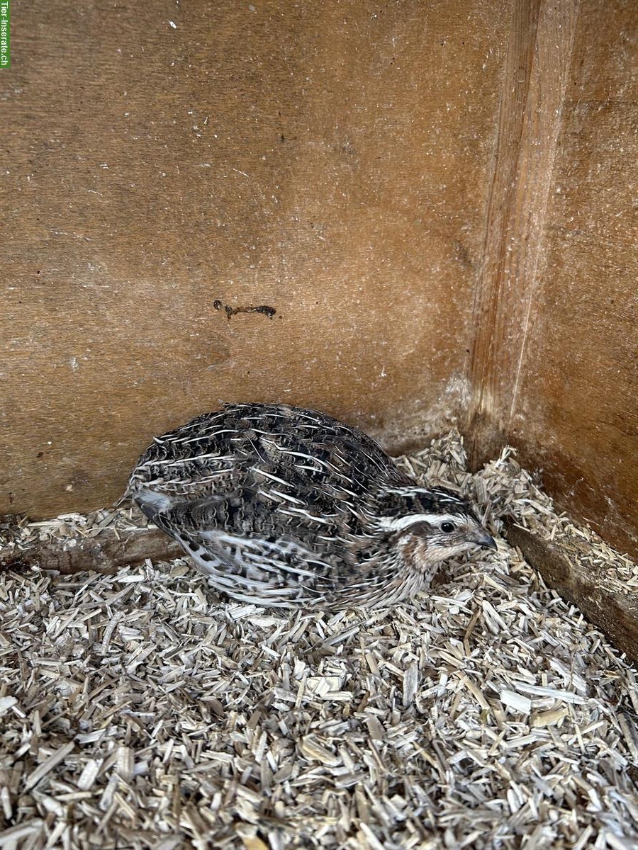 Bild 3: 3 Wachtelhähne wildfarbig zu verschenken