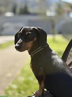 Zwergdackel Rüde, Bicolor kurzhaar