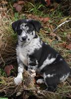 Australian Shepherd x Labrador Welpe, Blue Merle Hündin