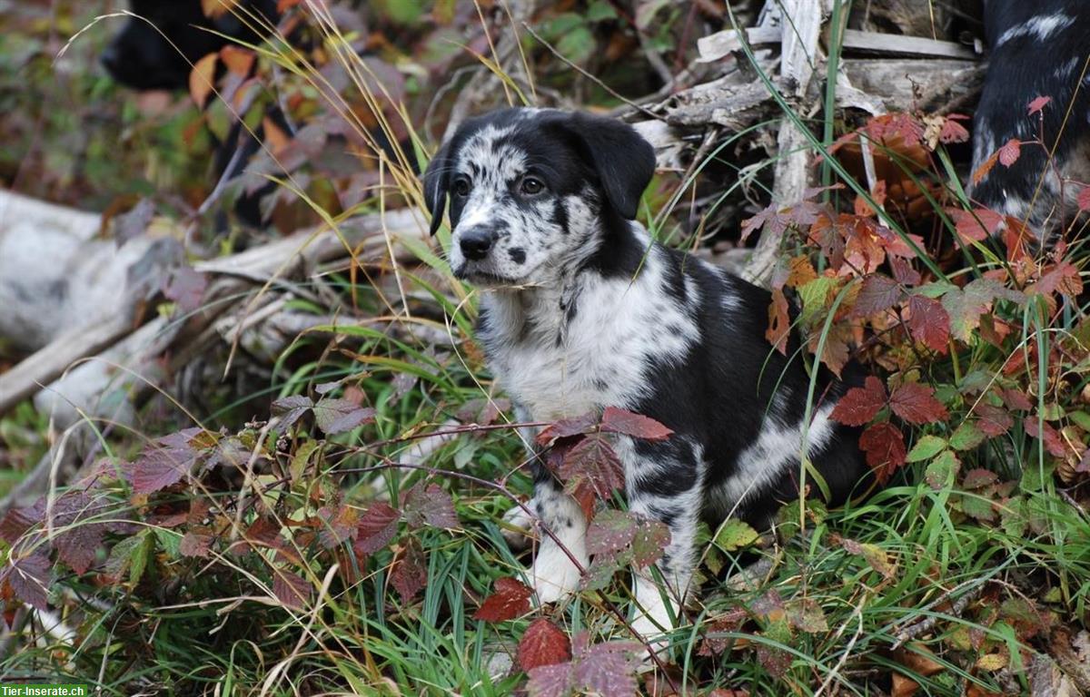 Bild 2: Australian Shepherd x Labrador Welpe, Blue Merle Hündin