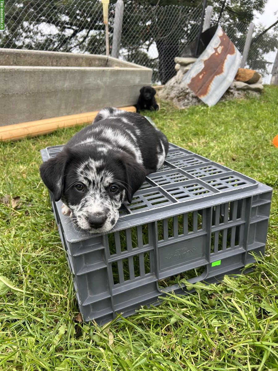 Bild 3: Australian Shepherd x Labrador Welpe, Blue Merle Hündin