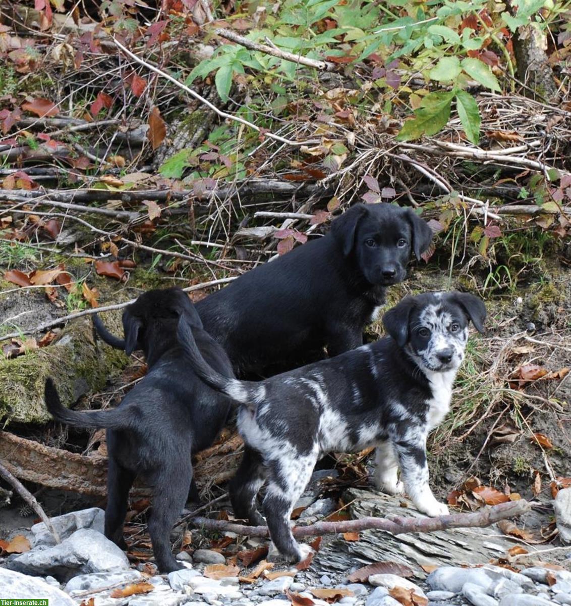 Bild 4: Australian Shepherd x Labrador Welpe, Blue Merle Hündin