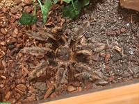Lasiodora parahybana Adult, Brasilianische Riesenvogelspinne