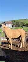 Wunderschöne Palomino Stute, 6-jährig sucht Lebensplatz