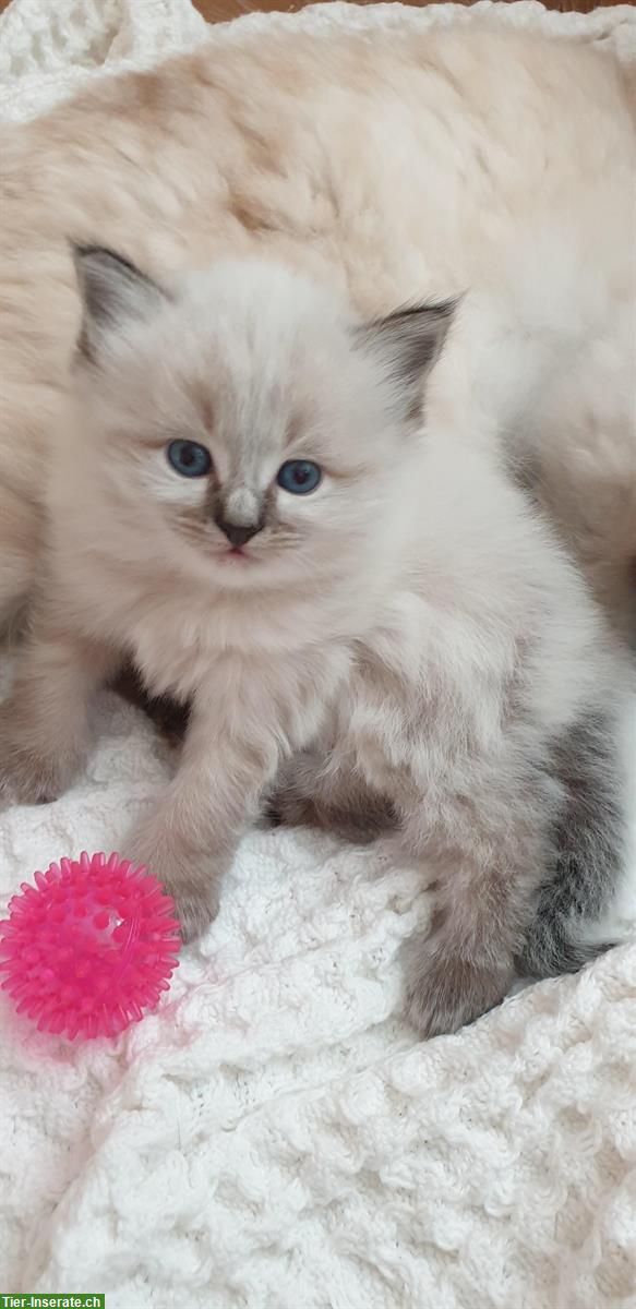 Sibirische Waldkatze Mix Katerchen mit blauen Augen
