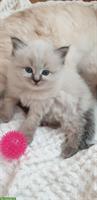Sibirische Waldkatze Mix Katerchen mit blauen Augen