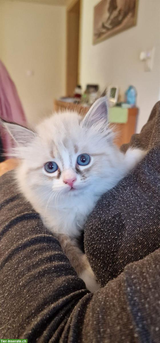 Bild 2: Sibirische Waldkatze Mix Katerchen mit blauen Augen