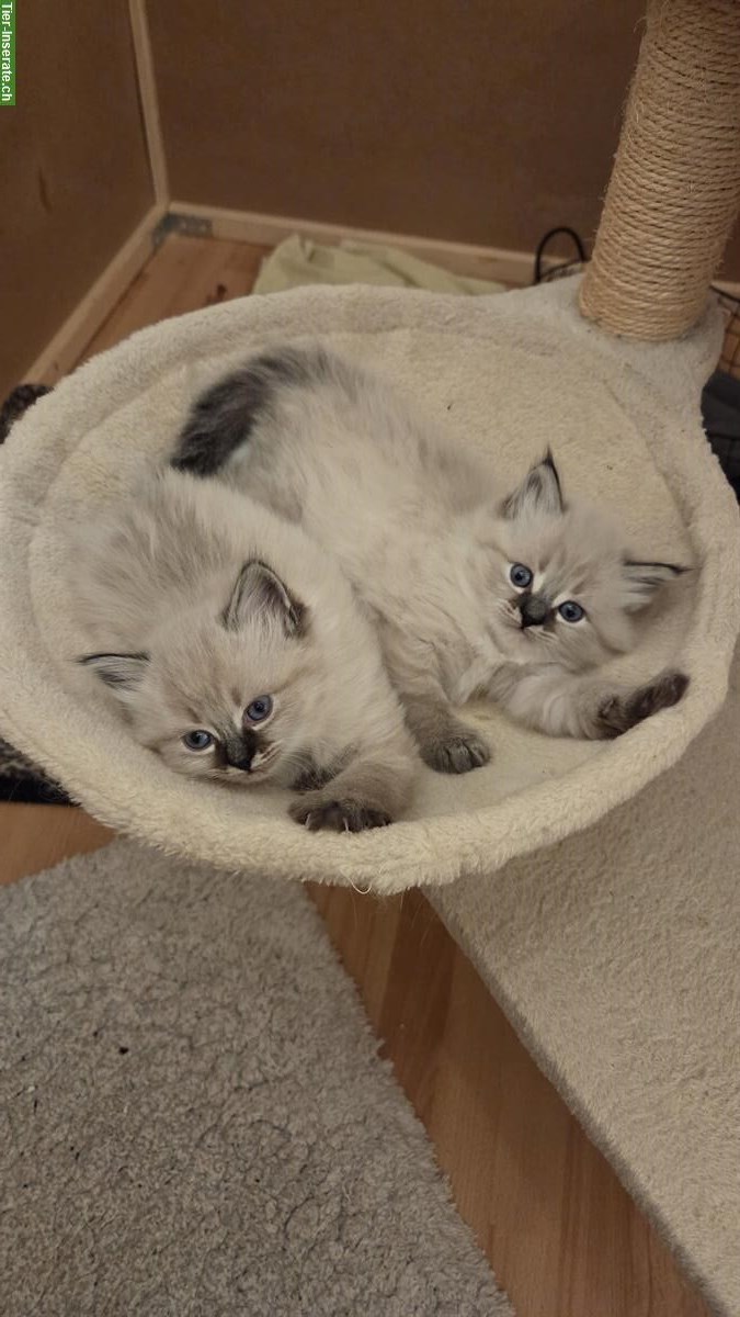 Bild 3: Sibirische Waldkatze Mix Katerchen mit blauen Augen