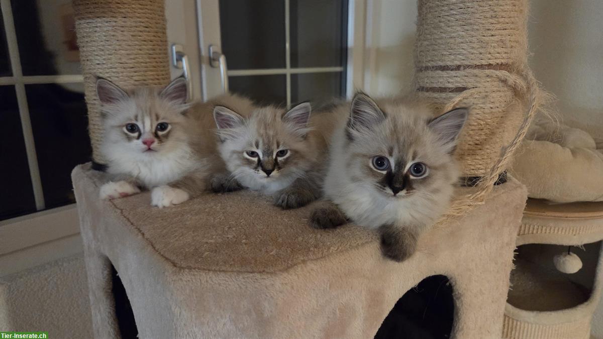 Bild 4: Sibirische Waldkatze Mix Katerchen mit blauen Augen
