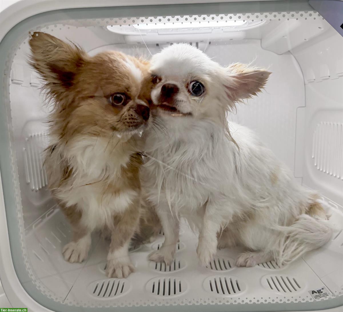 Chihuahua Rüden suchen liebes Zuhause