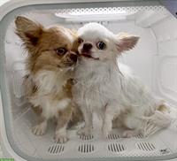 Chihuahua Rüden suchen liebes Zuhause