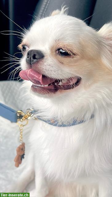 Bild 2: Chihuahua Rüden suchen liebes Zuhause