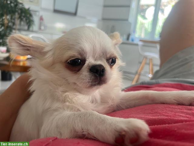 Bild 3: Chihuahua Rüden suchen liebes Zuhause