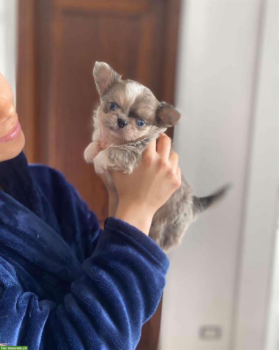 Bild 4: Chihuahua Rüden suchen liebes Zuhause