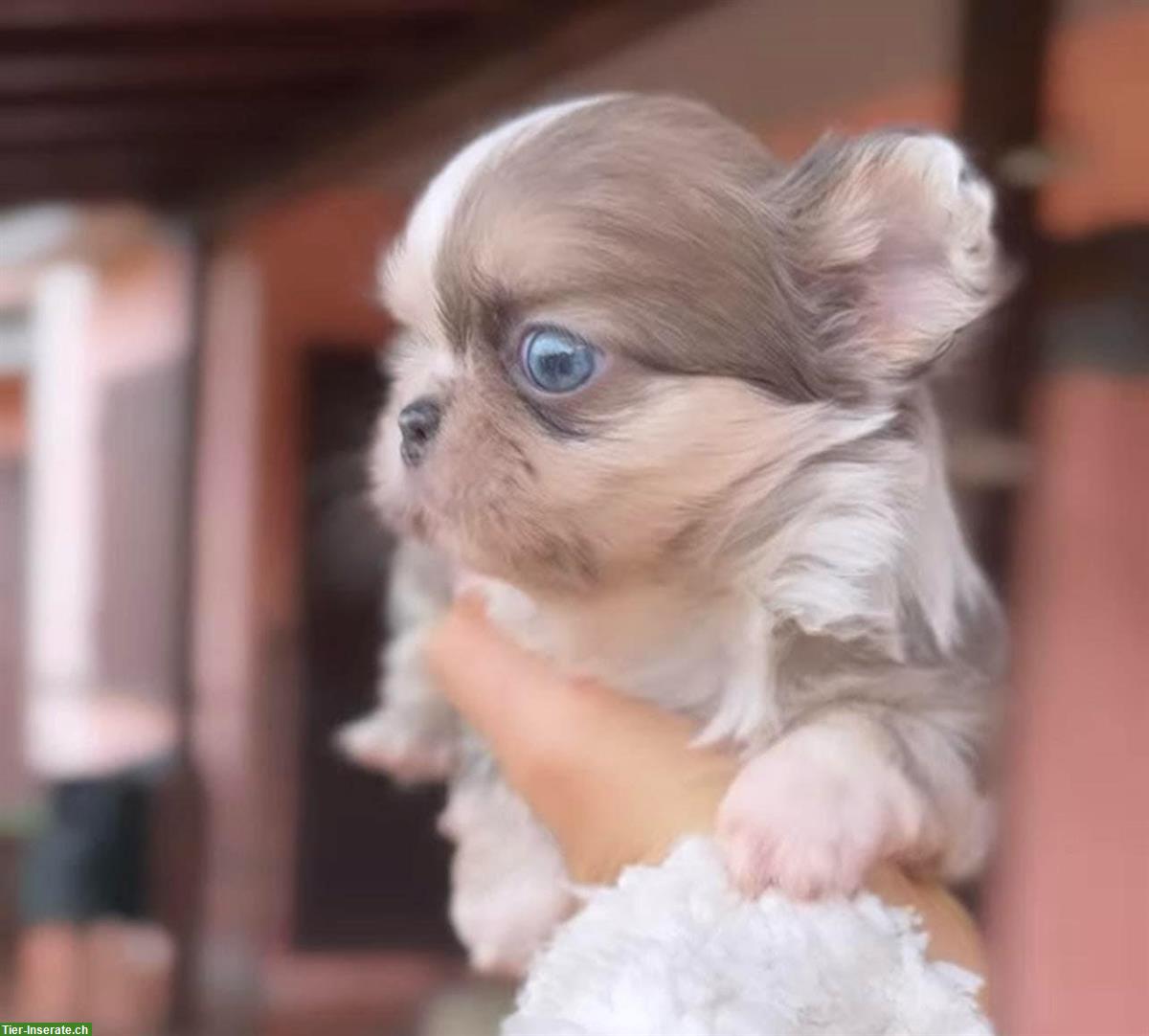 Bild 5: Chihuahua Rüden suchen liebes Zuhause