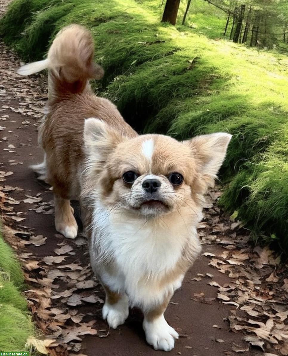 Bild 6: Chihuahua Rüde Langhaar, 9 Monate alt